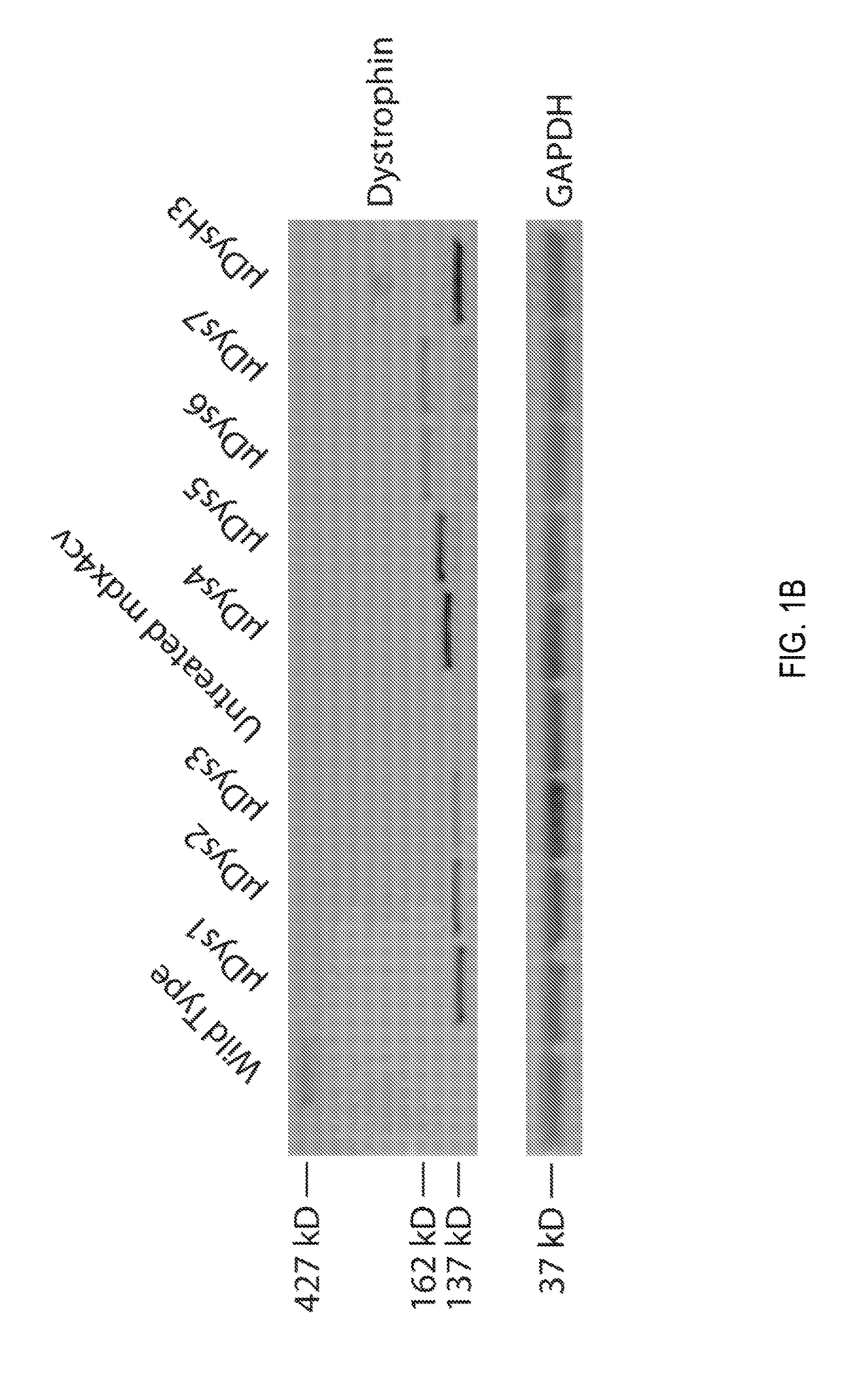 Novel micro-dystrophins and related methods of use