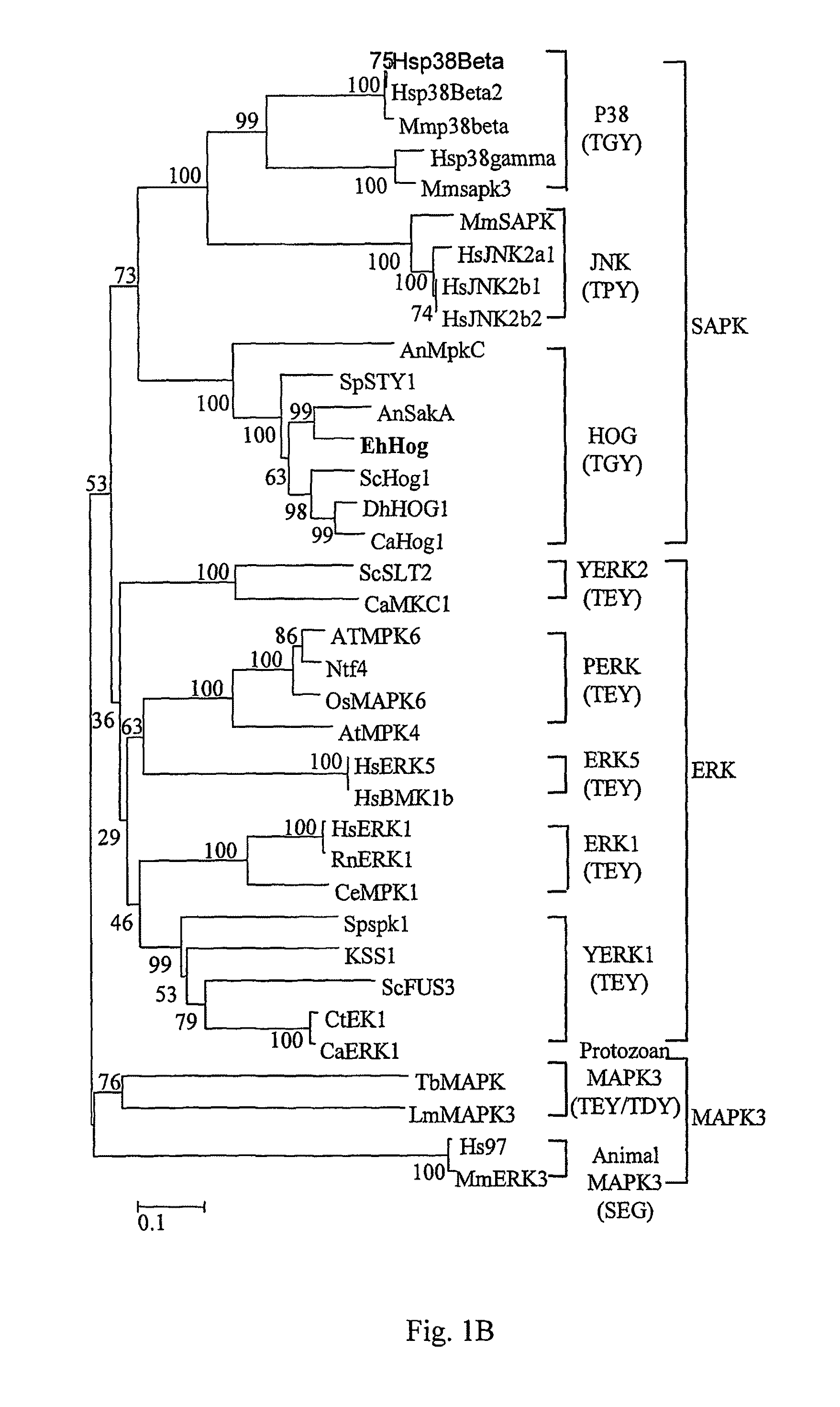 Stress tolerant organisms expressing a map kinase homologue