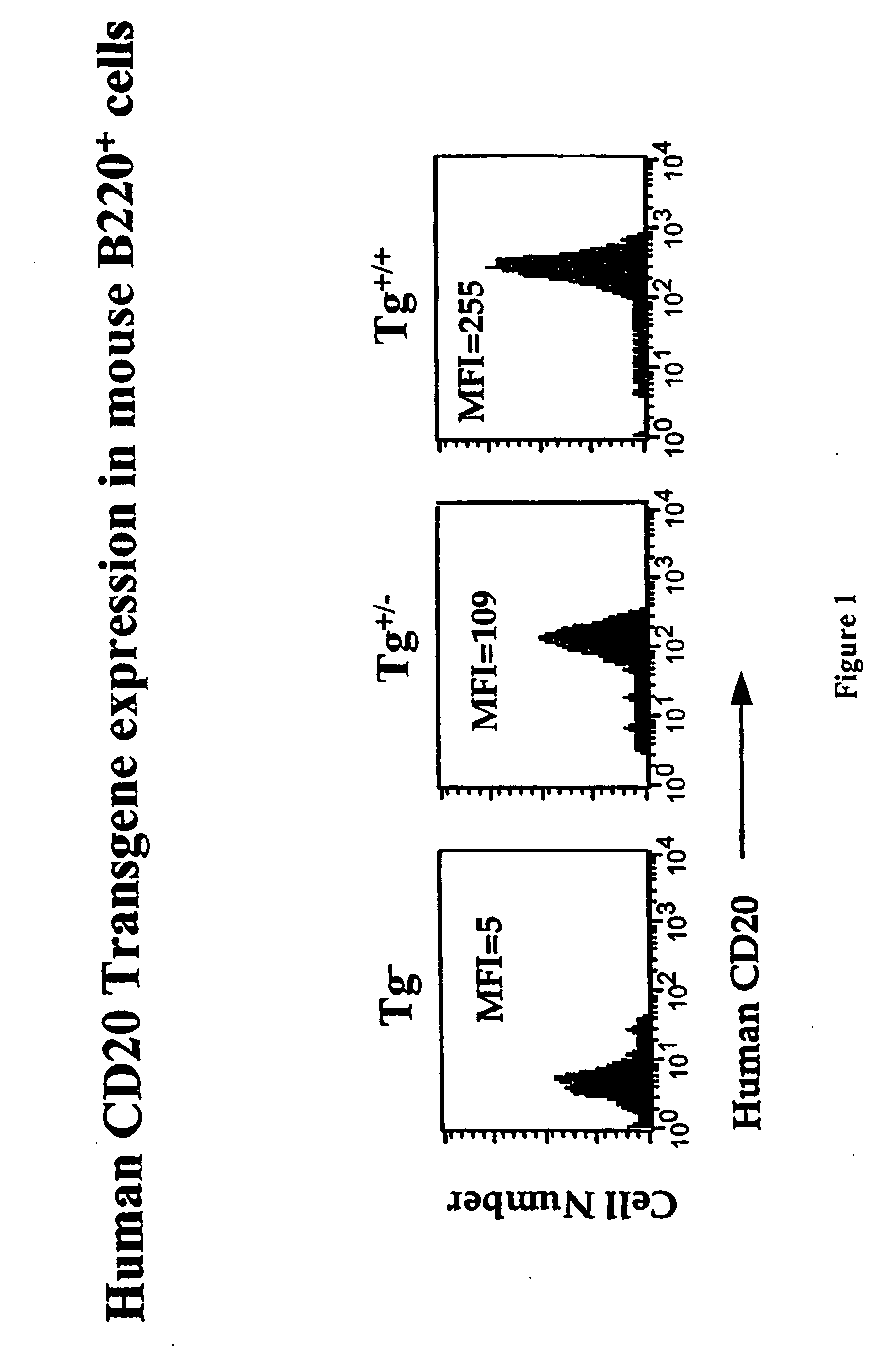 Transgenic mice expressing human cd20