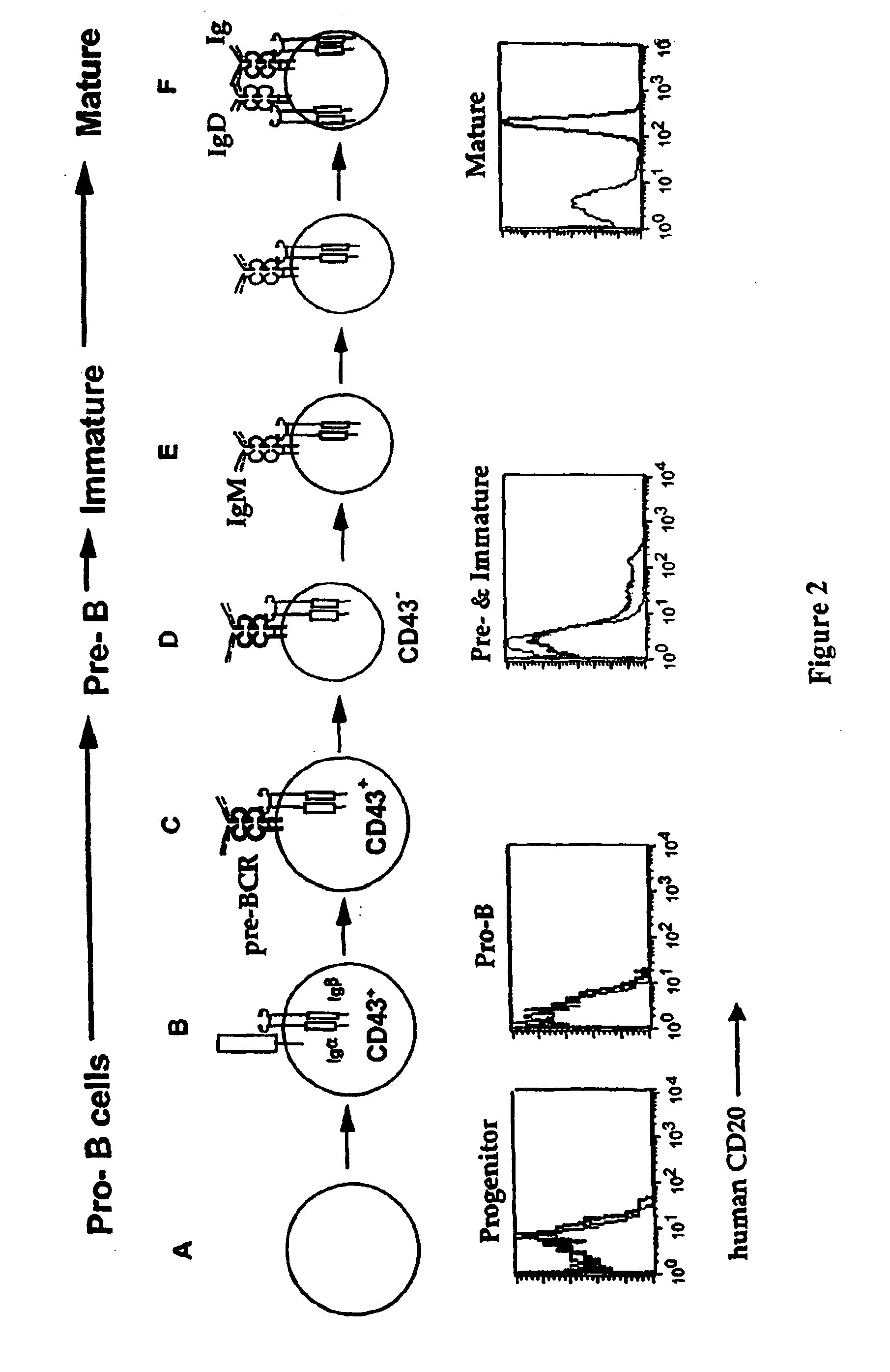 Transgenic mice expressing human cd20