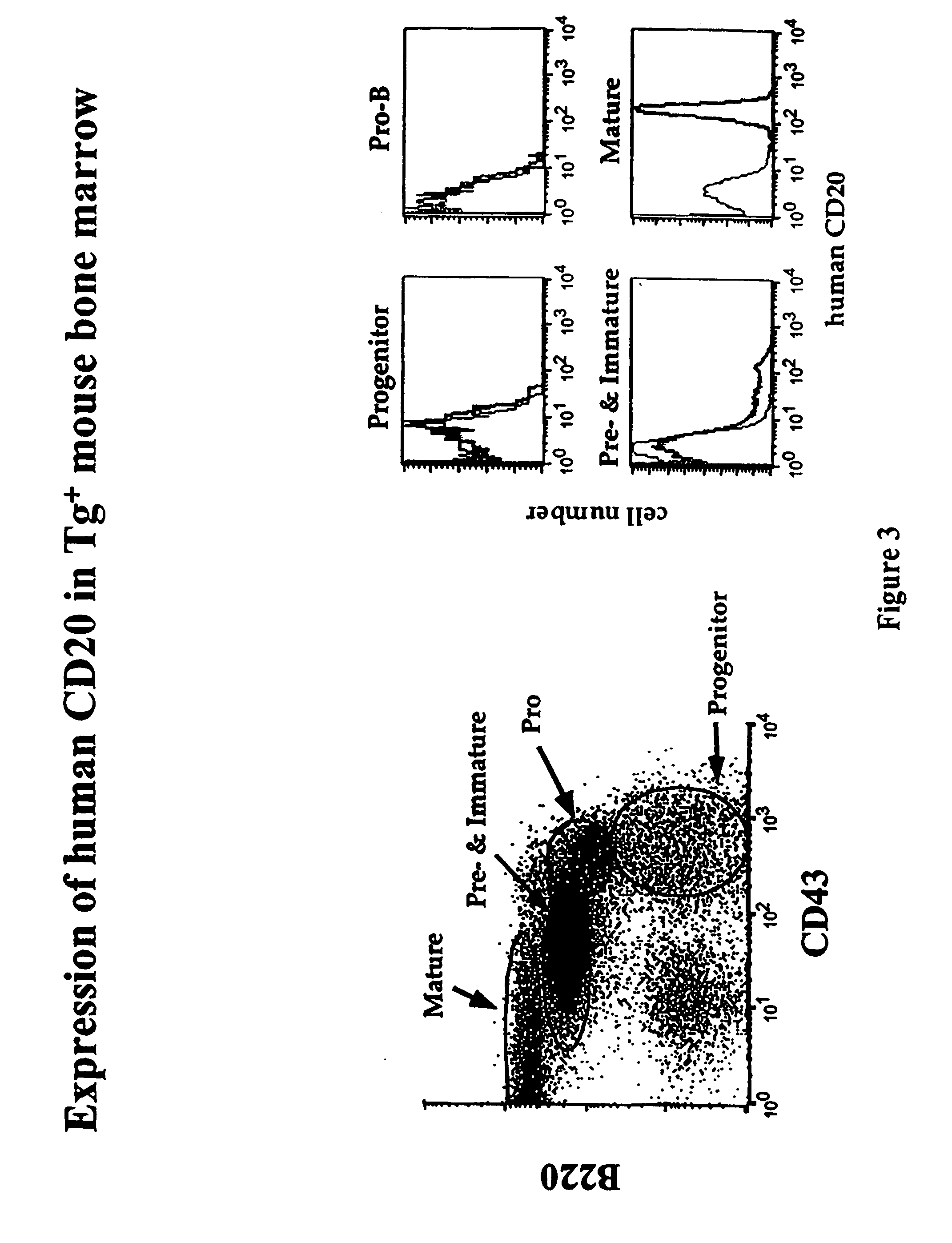 Transgenic mice expressing human cd20