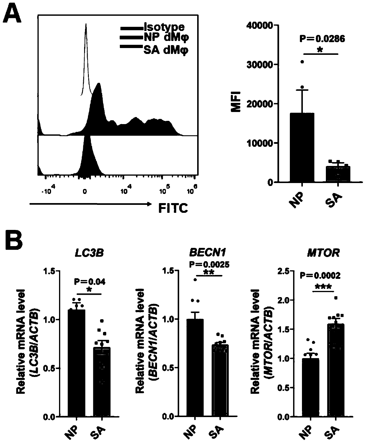 Application of rapamycin in preparation of miscarriage prevention medicine for spontaneous abortion