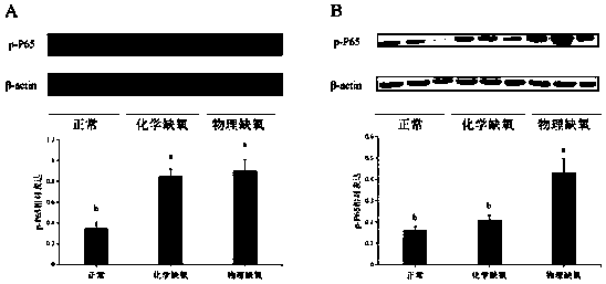 Use of lactooligosaccharides in preparation of drugs or foods for treating or preventing NEC by alleviating intestinal hypoxia injury