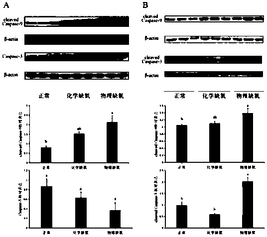 Use of lactooligosaccharides in preparation of drugs or foods for treating or preventing NEC by alleviating intestinal hypoxia injury