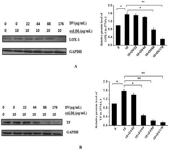 Recombinant protein function structure domain and use thereof in inhibition of macrophage tissue factor expression