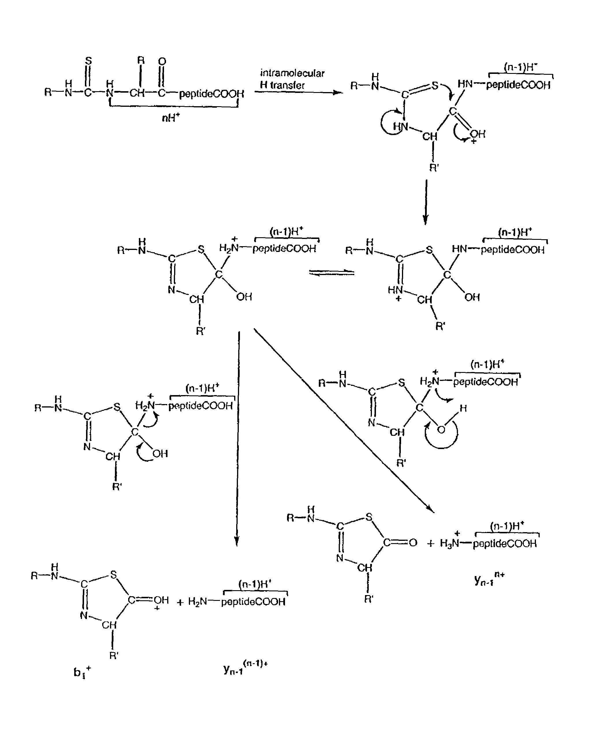 Protein/peptide sequencing by chemical degradation in the gas phase