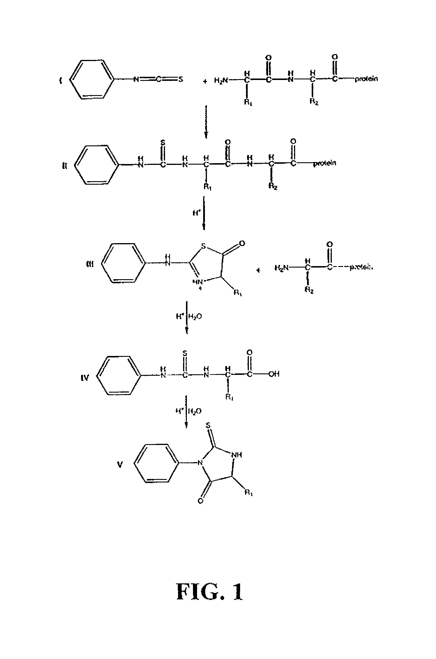 Protein/peptide sequencing by chemical degradation in the gas phase