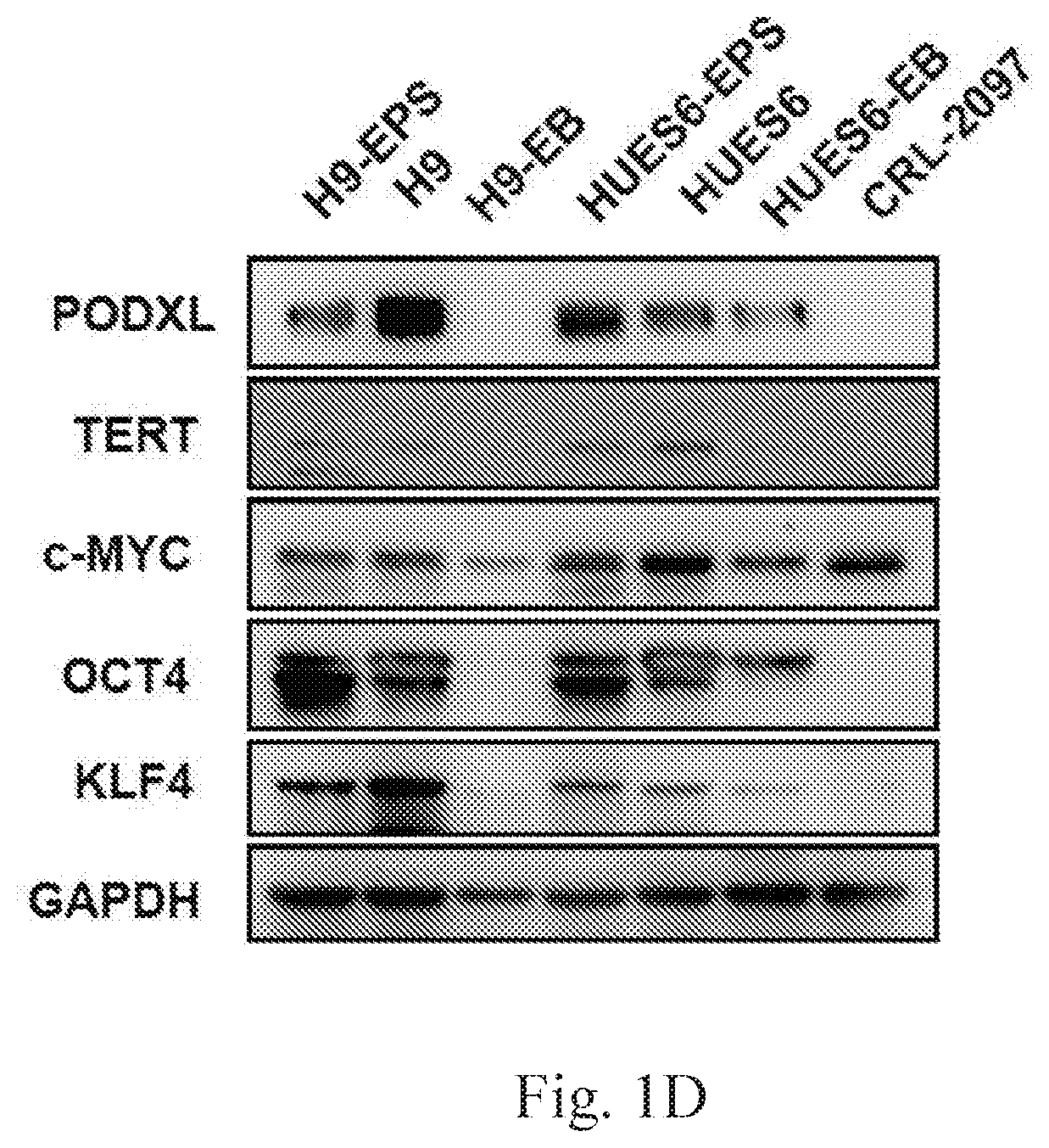 Methods for regulating potency of pluripotent stem cells and applications thereof