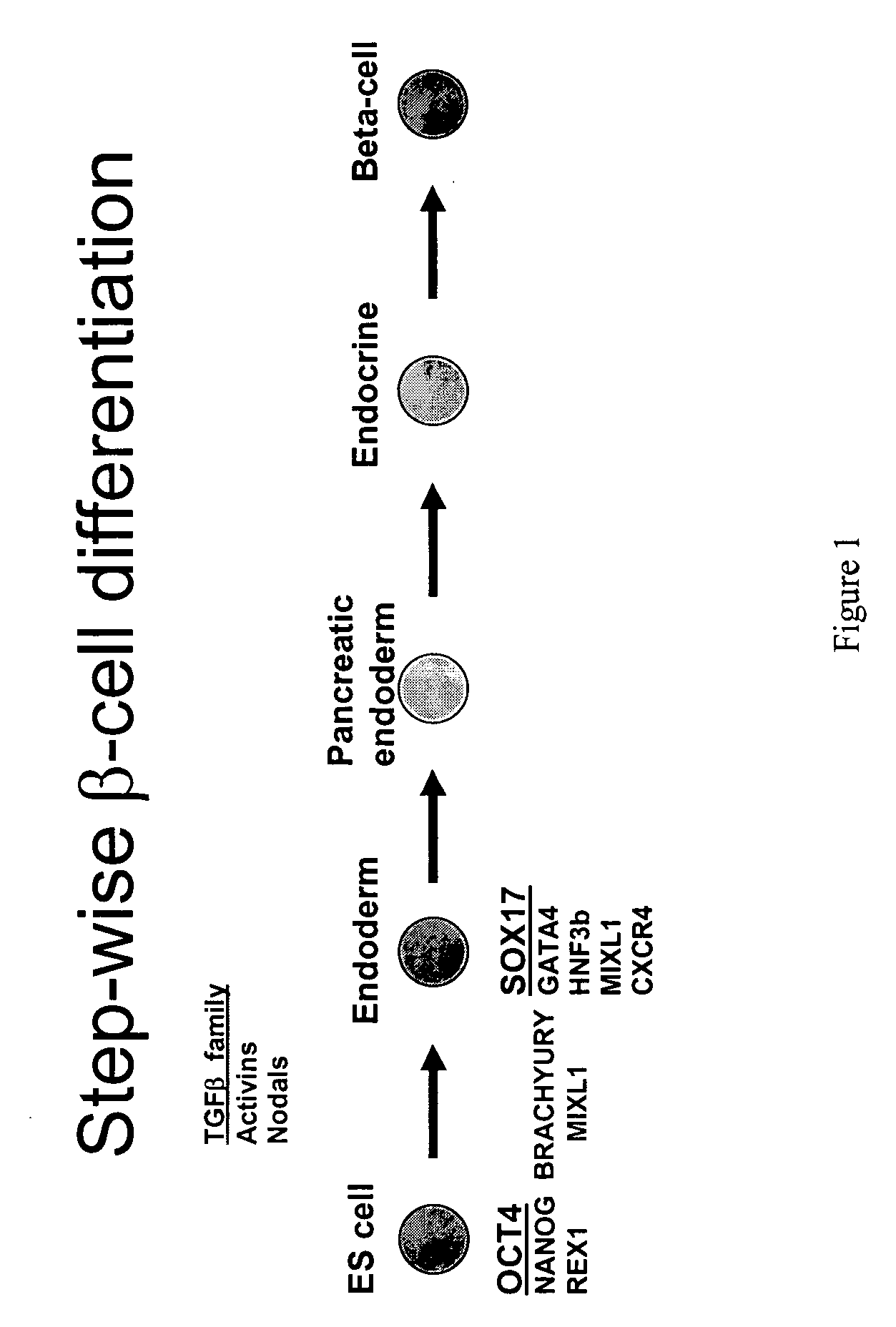 Expansion of definitive endoderm cells