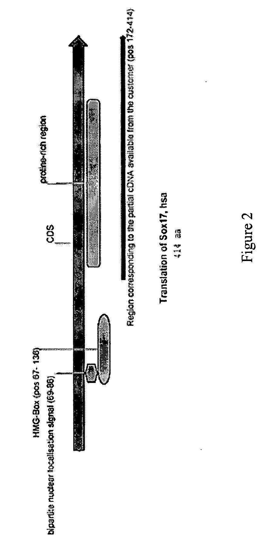 Expansion of definitive endoderm cells