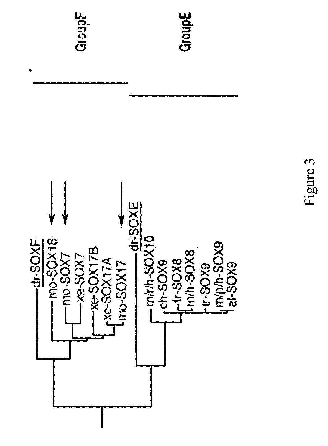 Expansion of definitive endoderm cells