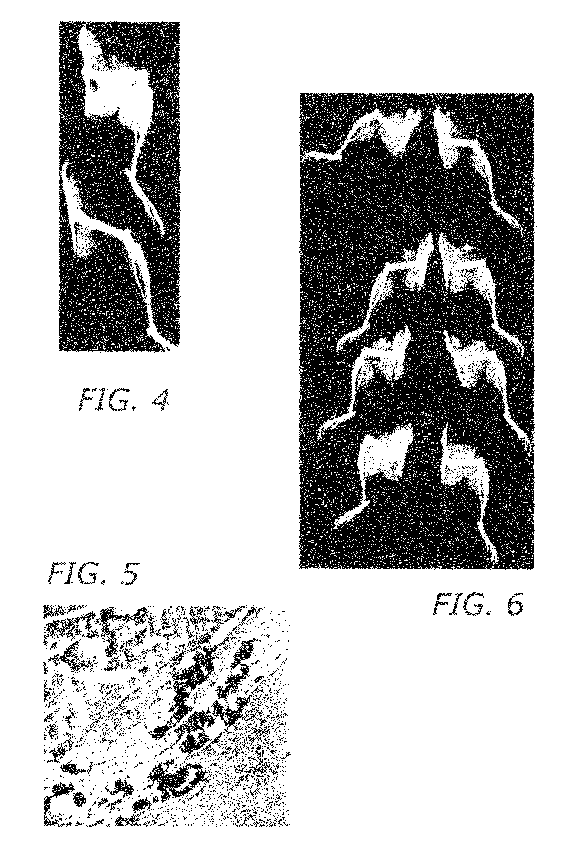 Bone morphogenic protein binding peptide