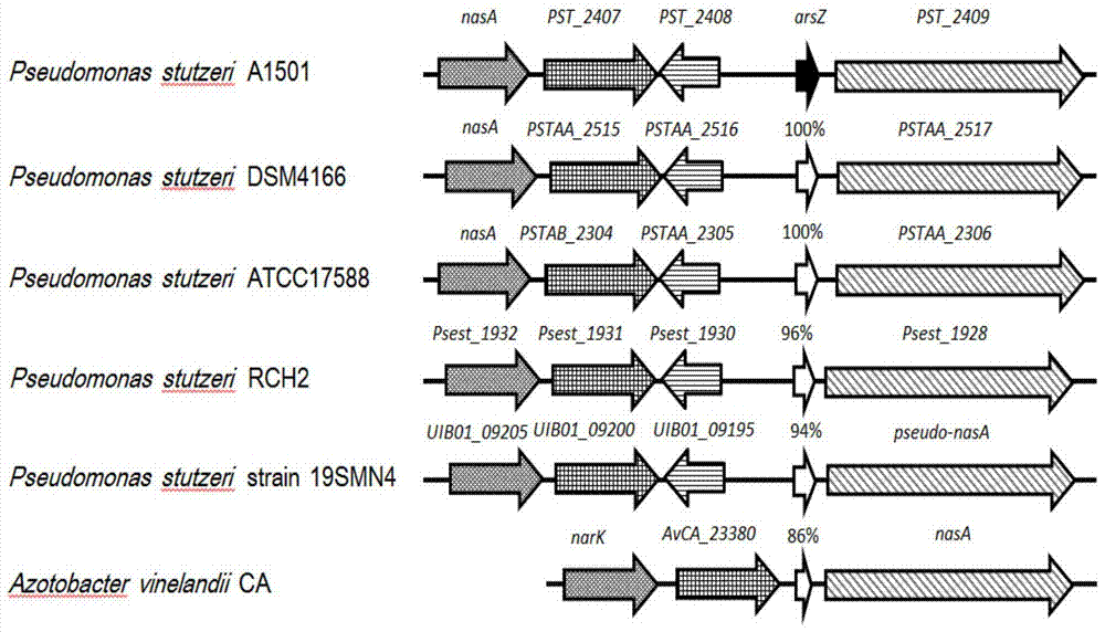 A gene that maintains the high-efficiency nitrogen fixation ability of the strain