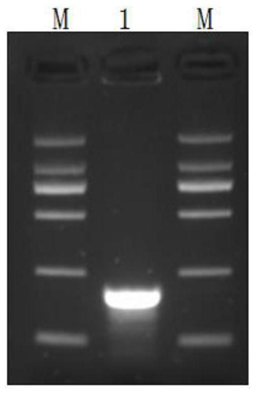 African horse sickness virus RNA qualitative standard sample, application and preparation method