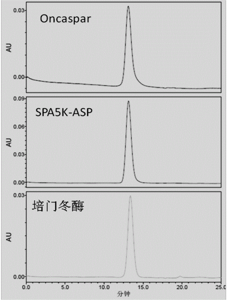 PEGylated asparaginase and applications thereof