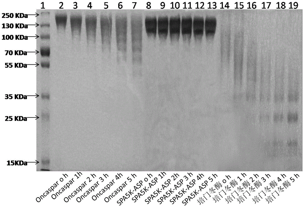 PEGylated asparaginase and applications thereof