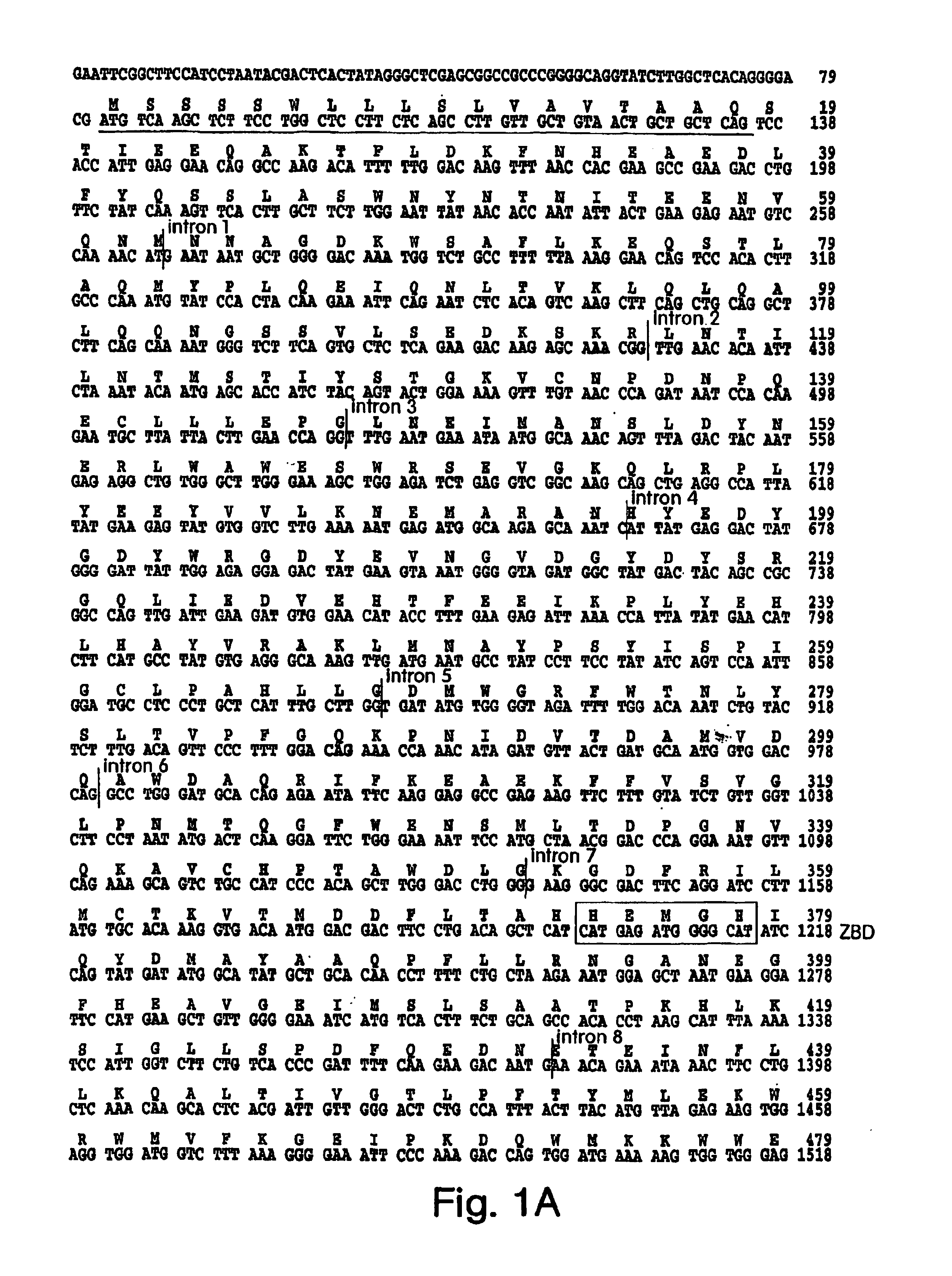 Angiotensin converting enzyme homolog and uses therefor