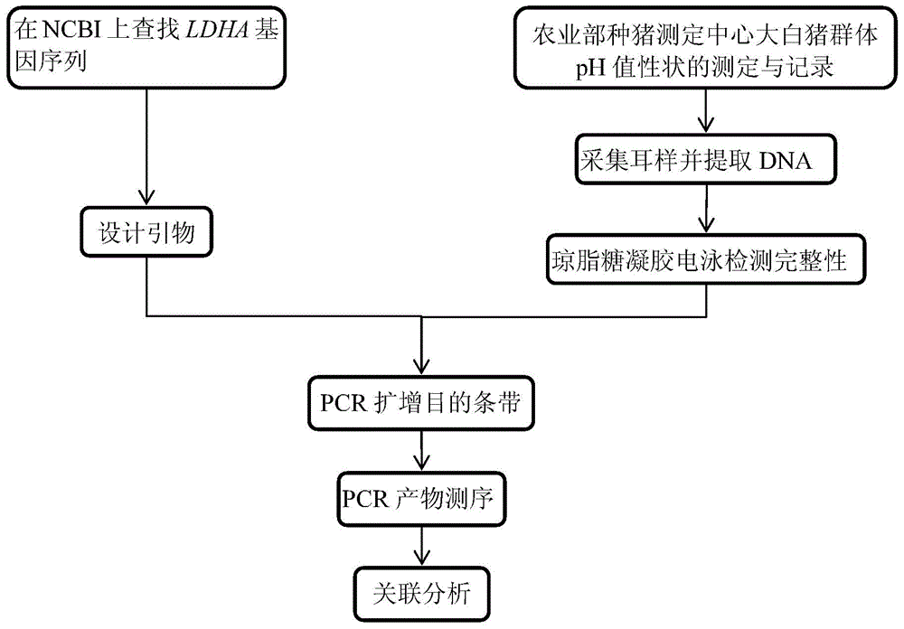 Molecular marker related to pH (Potential of Hydrogen) value character of pig muscle