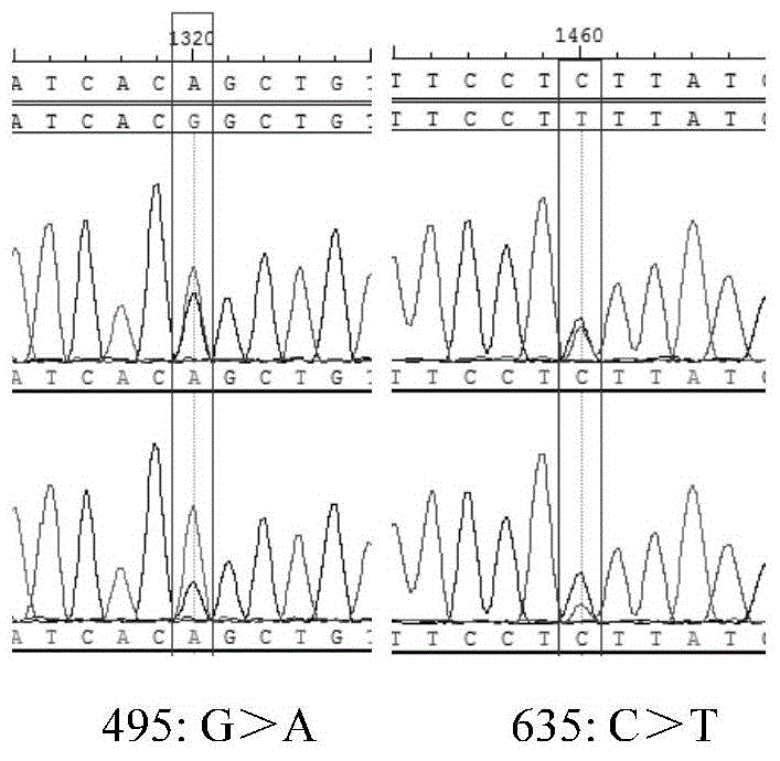 Molecular marker related to pH (Potential of Hydrogen) value character of pig muscle