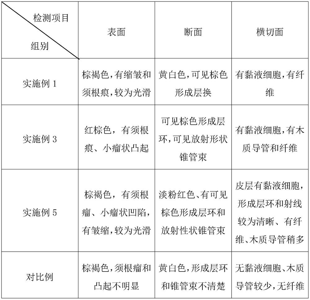 Bagging type cultivation method of tetrastigma hemsleyanum in camellia oleifera forests