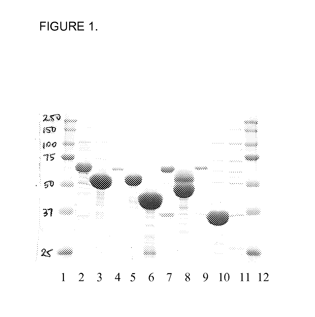 Methods and Compositions Using Anti-LPS Ligands for the Treatment and Prevention of Inflammatory Disorders