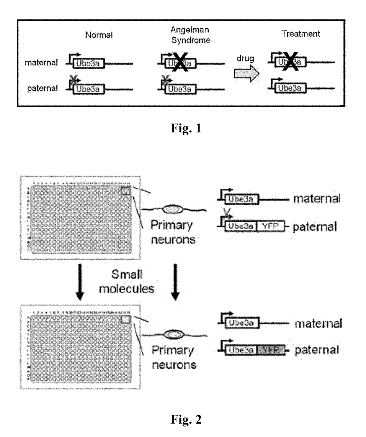 Methods and compositions for unsilencing imprinted genes