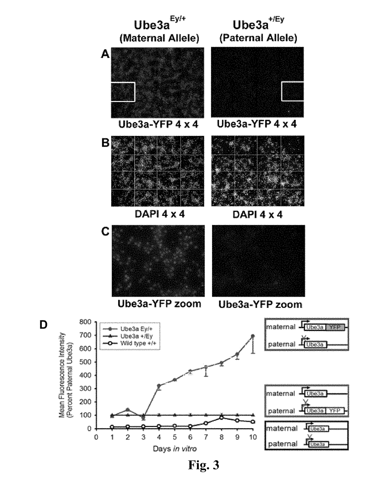 Methods and compositions for unsilencing imprinted genes