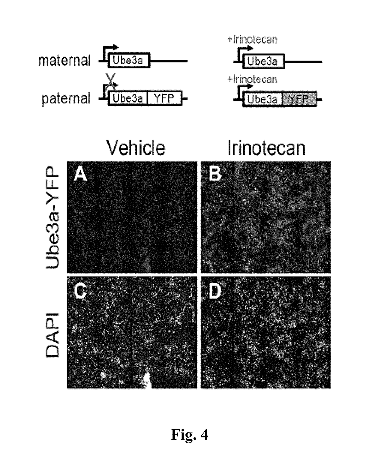 Methods and compositions for unsilencing imprinted genes