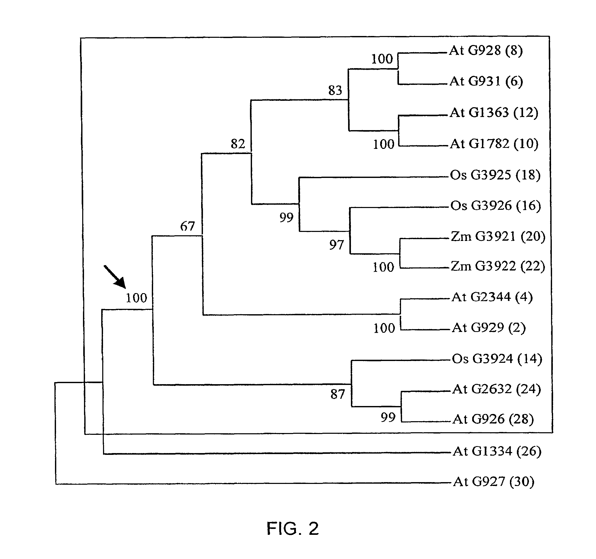 Plants with enhanced size and growth rate