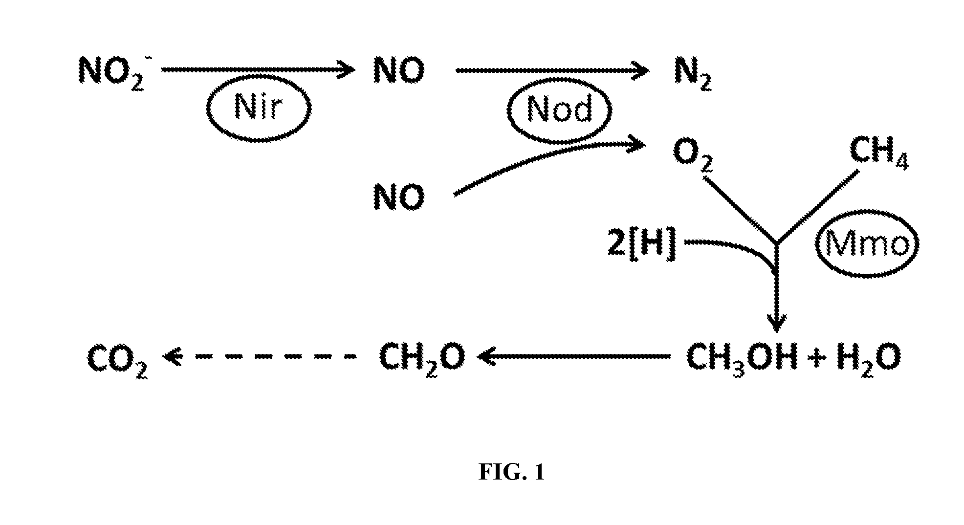 Recombinant acetogenic bacterium for the conversion of methane to products