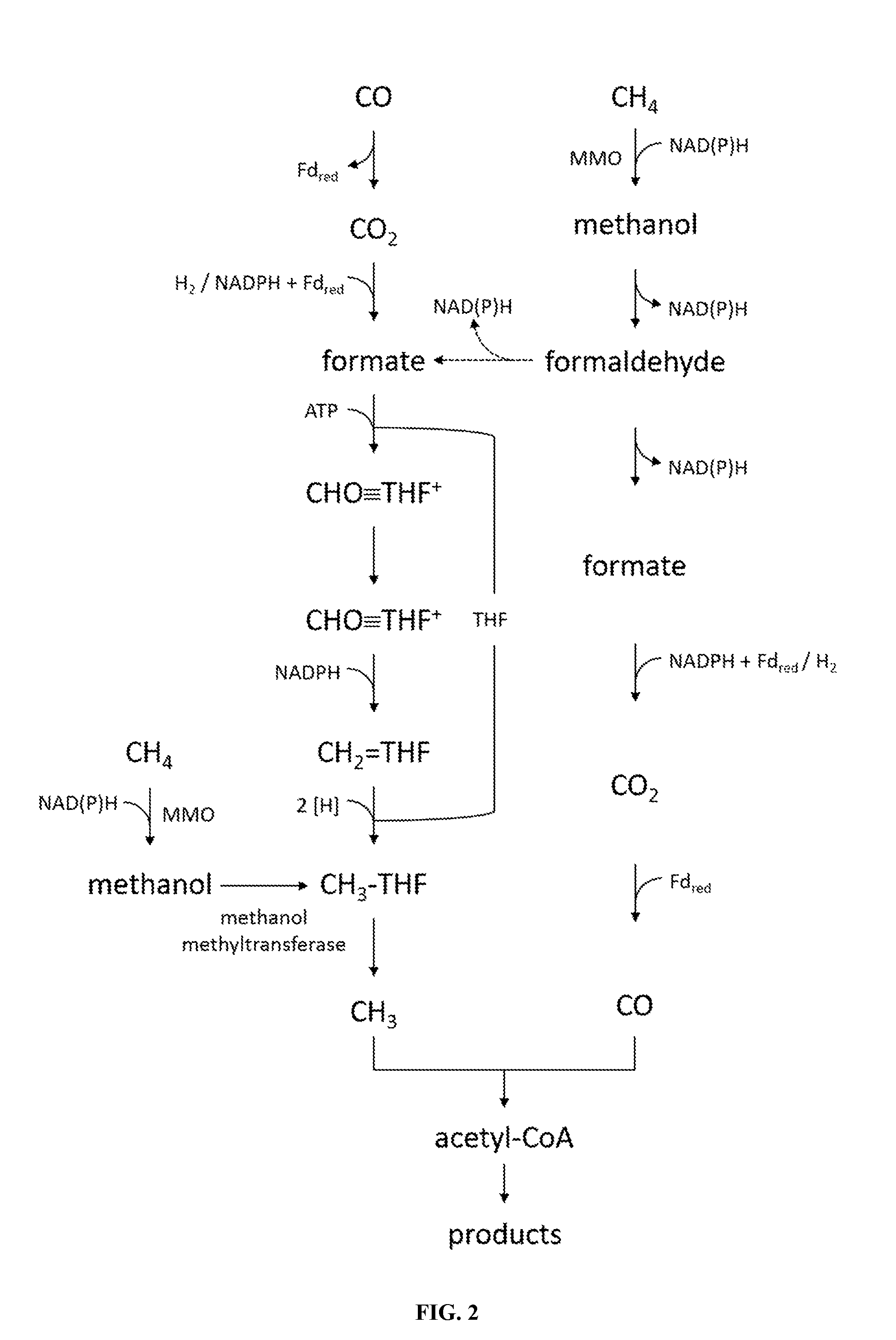 Recombinant acetogenic bacterium for the conversion of methane to products