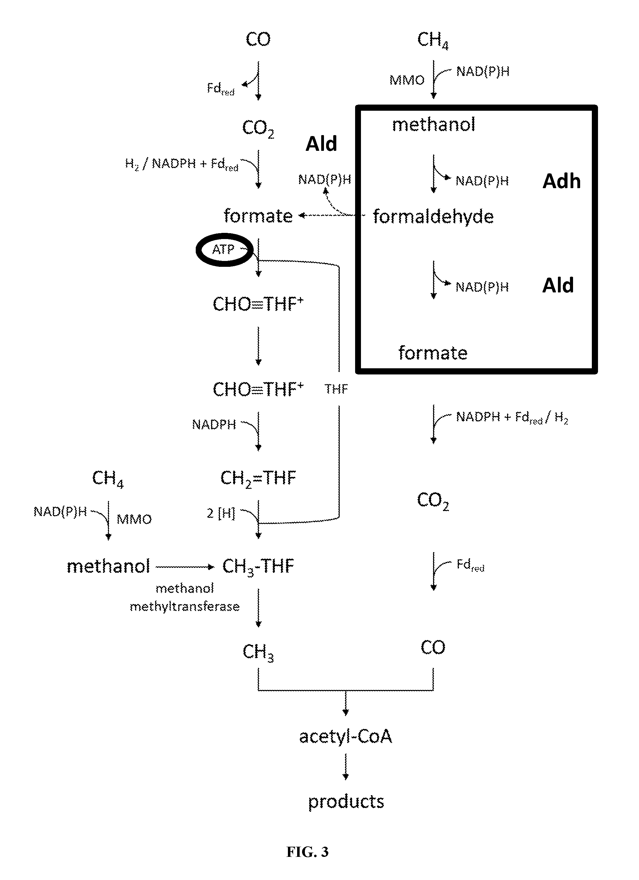 Recombinant acetogenic bacterium for the conversion of methane to products