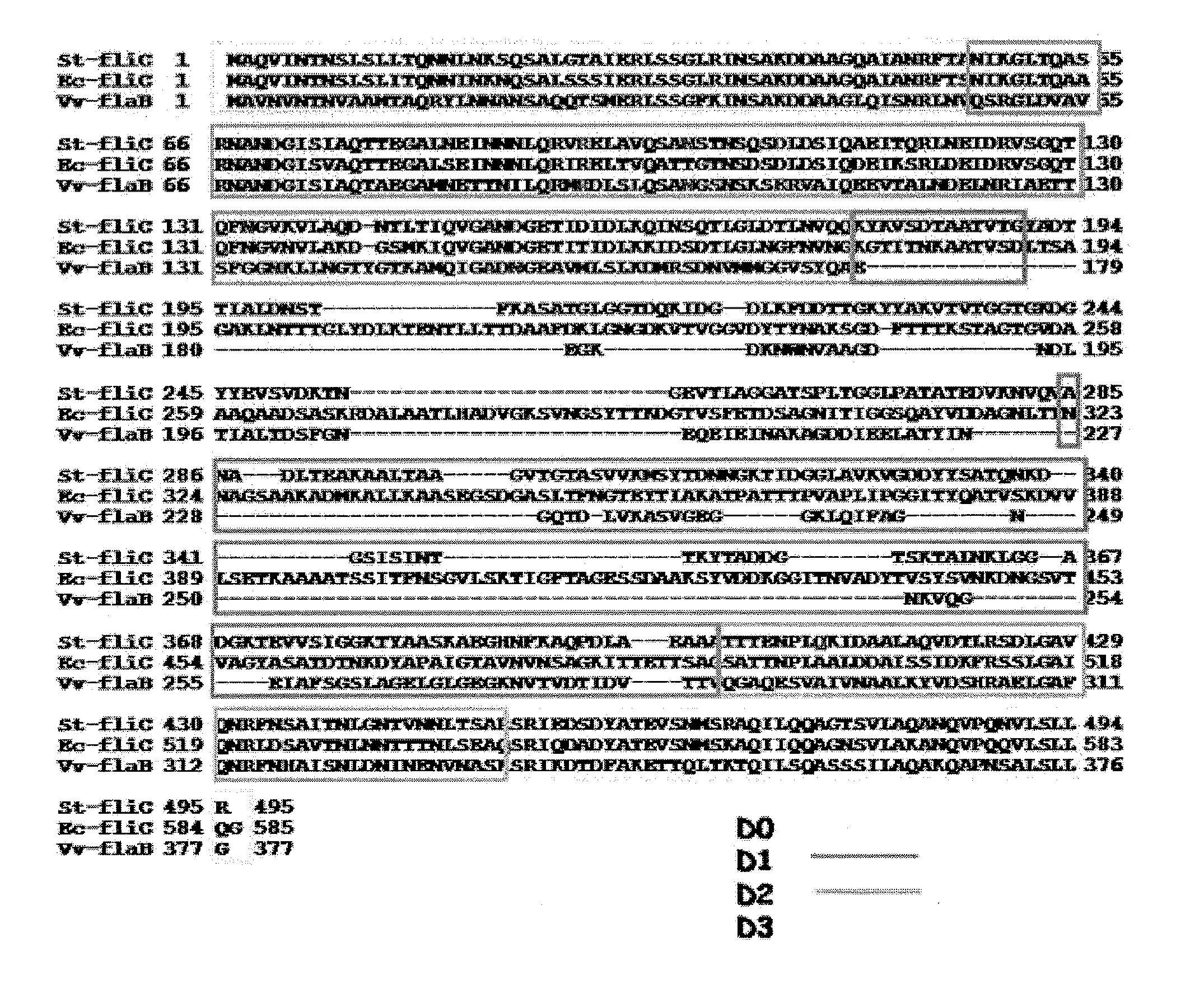 Modified flagellin improved toll-like receptor 5 stimulating activity