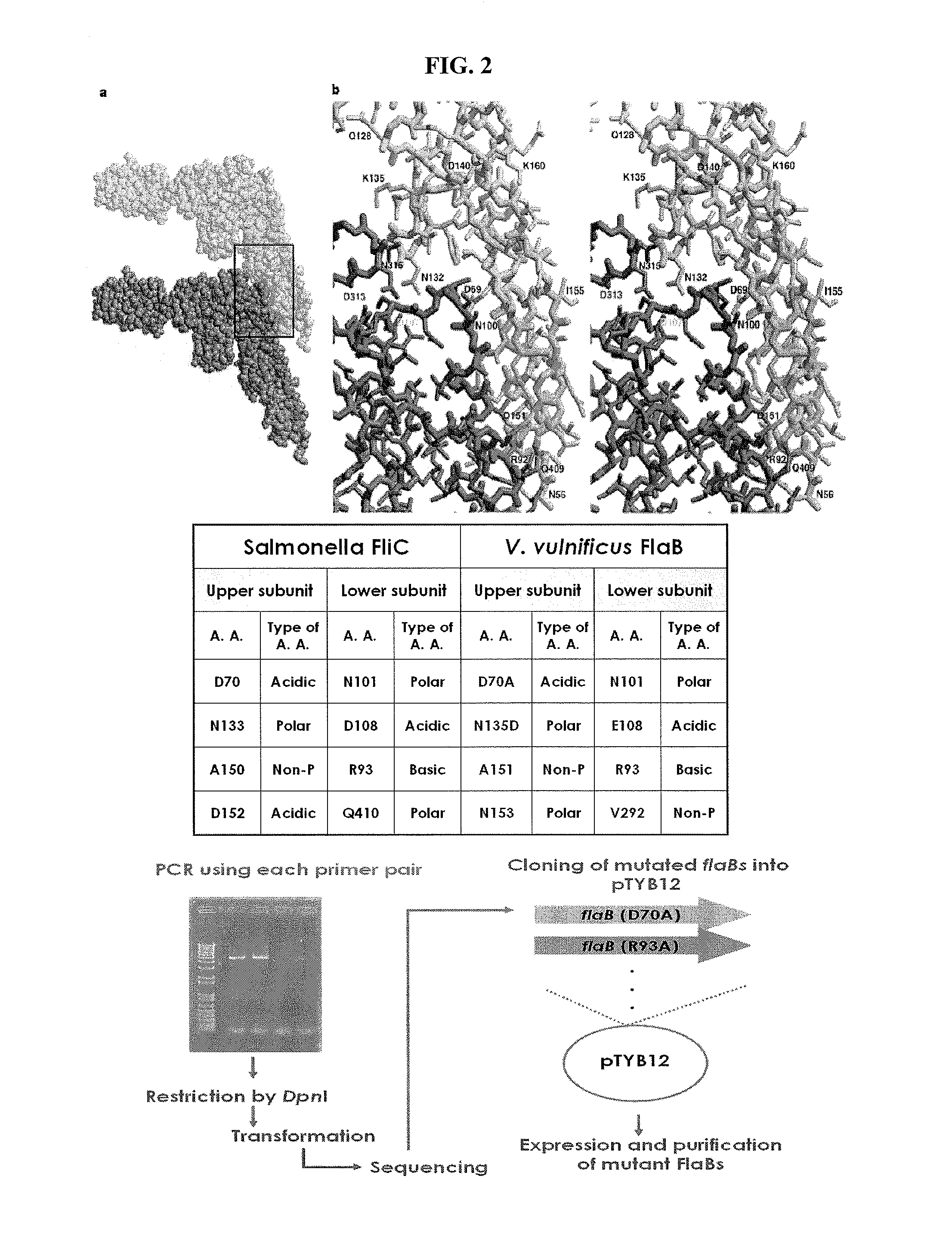 Modified flagellin improved toll-like receptor 5 stimulating activity