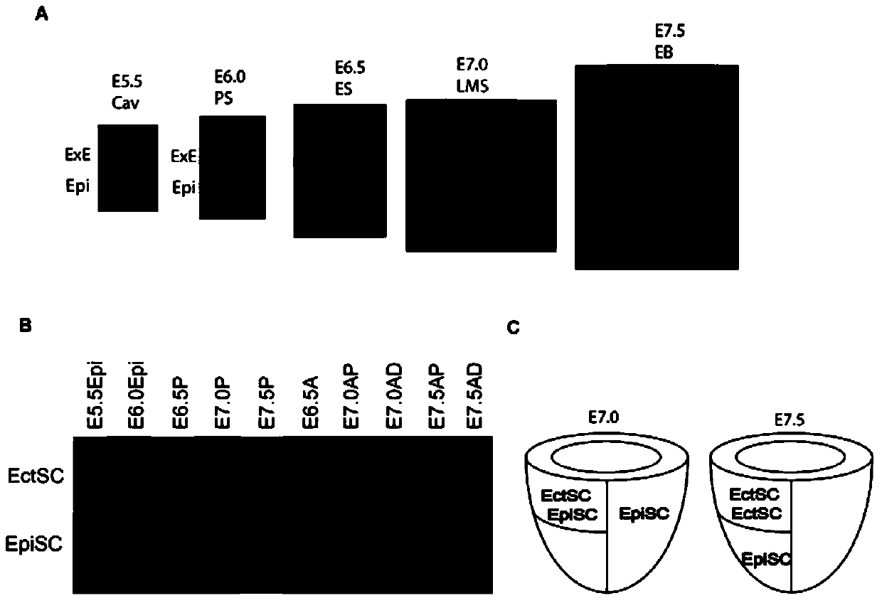 A kind of ectodermal stem cell line and its establishment method and use