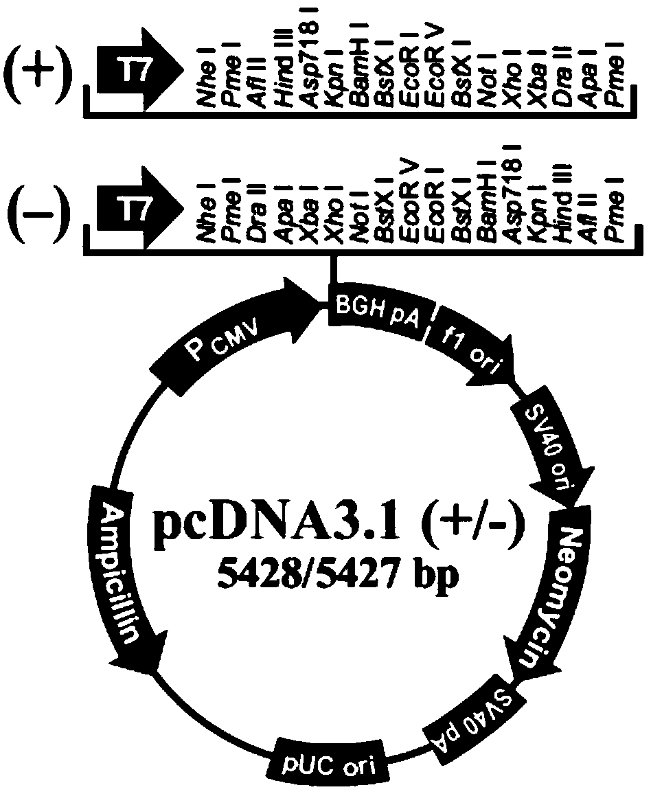 Method and application of directly reprogramming mouse liver cells into pancreatic beta cells