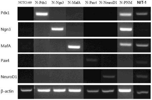 Method and application of directly reprogramming mouse liver cells into pancreatic beta cells