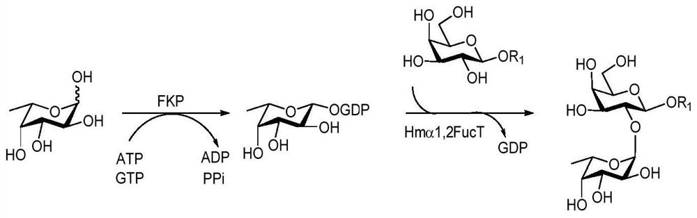 A kind of synthesis method of galnacα1,3gal or galα1,3gal glycosidic bond oligosaccharide