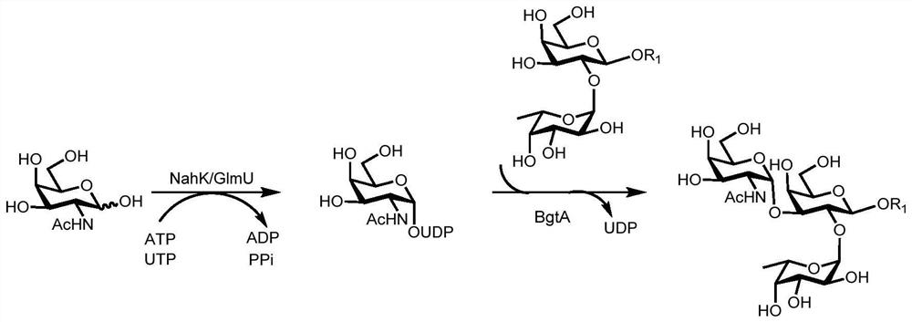 A kind of synthesis method of galnacα1,3gal or galα1,3gal glycosidic bond oligosaccharide