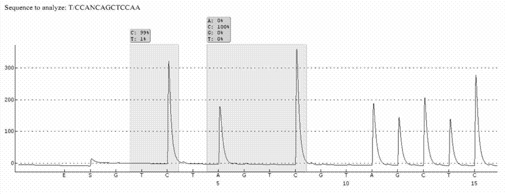 Sequencing primer for qualitative detection of KRAS genetic typing and kit thereof