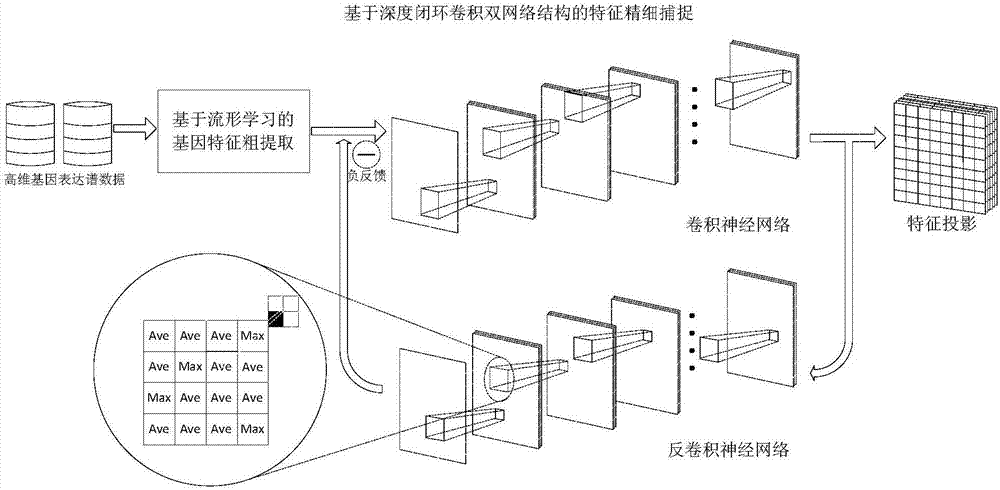 Gene characteristic extraction method based on manifold learning and closed loop deep convolutional dual-network model