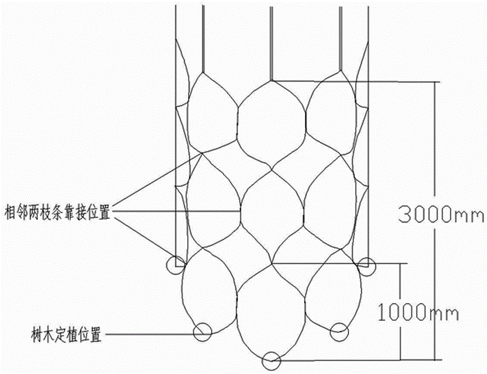 Cultivation method of large landscape tree