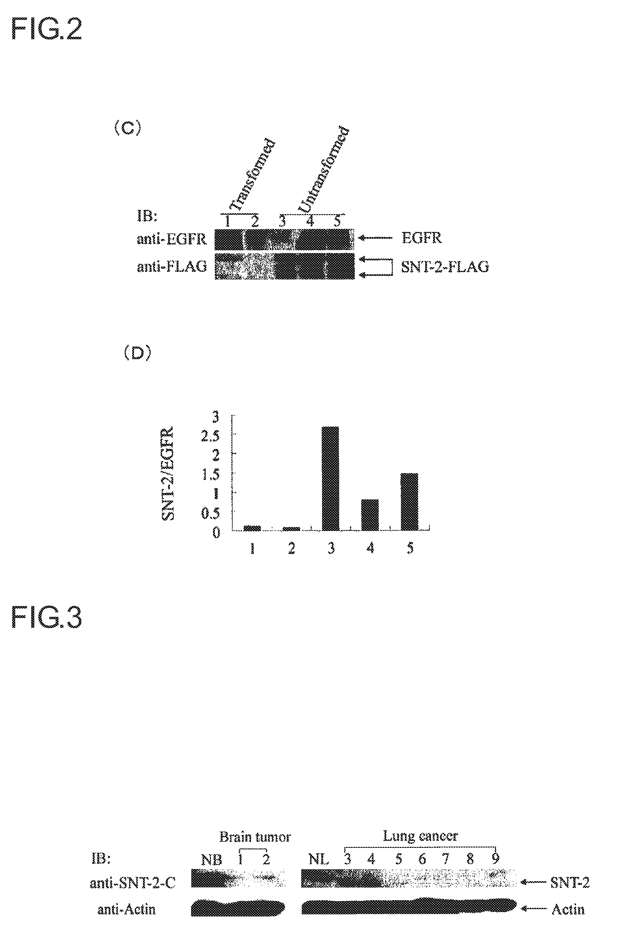 Method for inhibiting signal transduction, signal transduction inhibitor to be used therein and use thereof