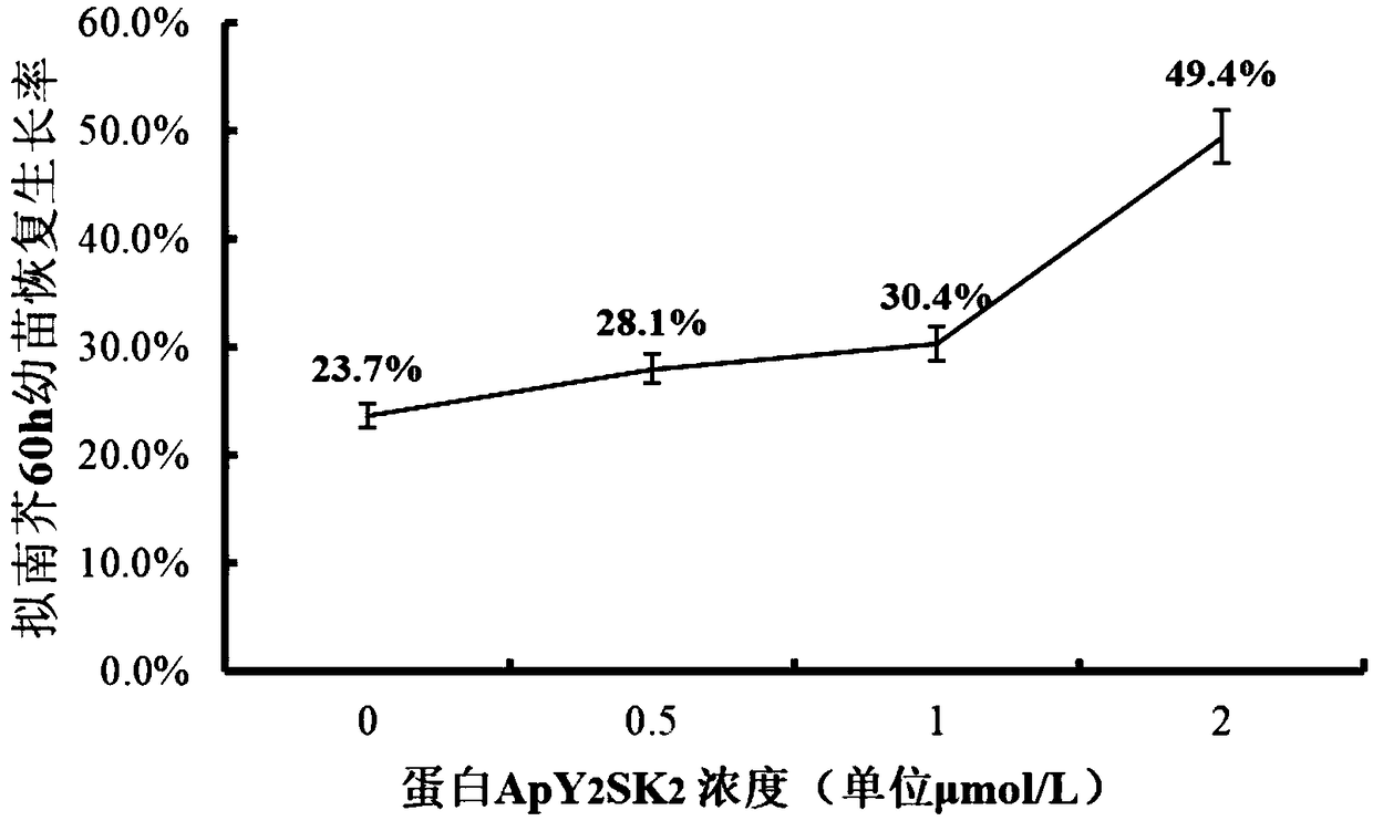 Y2SK2 dehydrin reducing cell stress damage and improving ultralow temperature storage effect