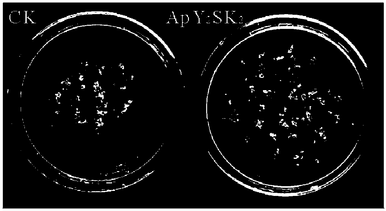 Y2SK2 dehydrin reducing cell stress damage and improving ultralow temperature storage effect