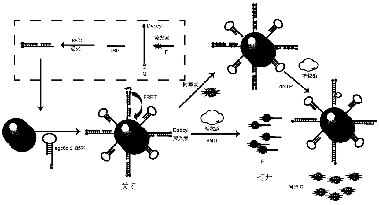 Spherical nucleic acid probe and preparation method and application thereof