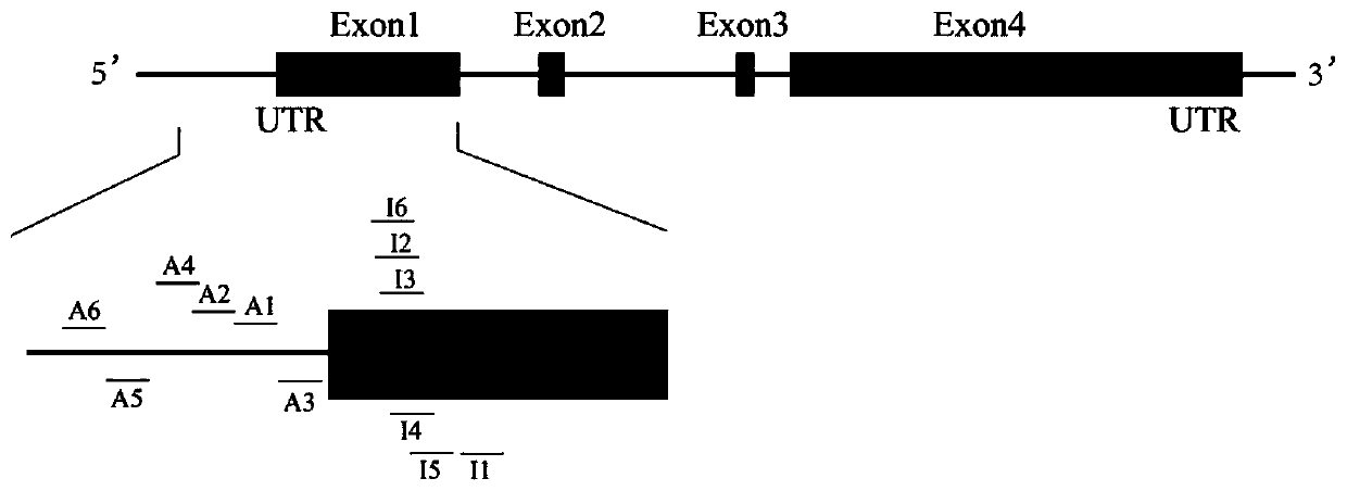 Method for adjusting and controlling expression of nestin gene in neural stem cell and method of targeting cell