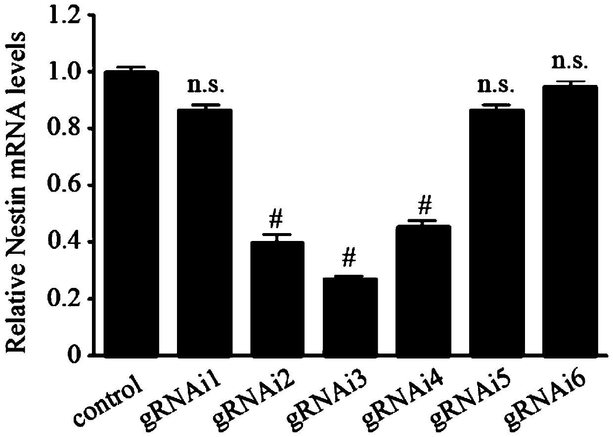 Method for adjusting and controlling expression of nestin gene in neural stem cell and method of targeting cell