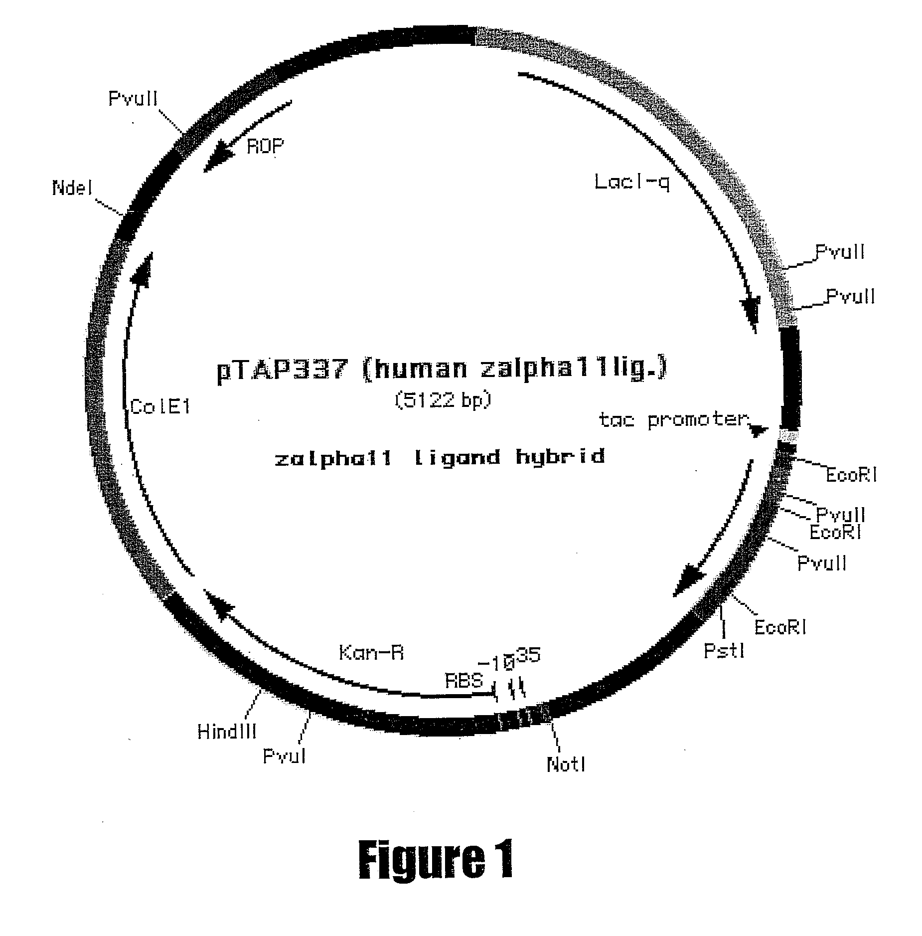 Il-21 production in prokaryotic hosts