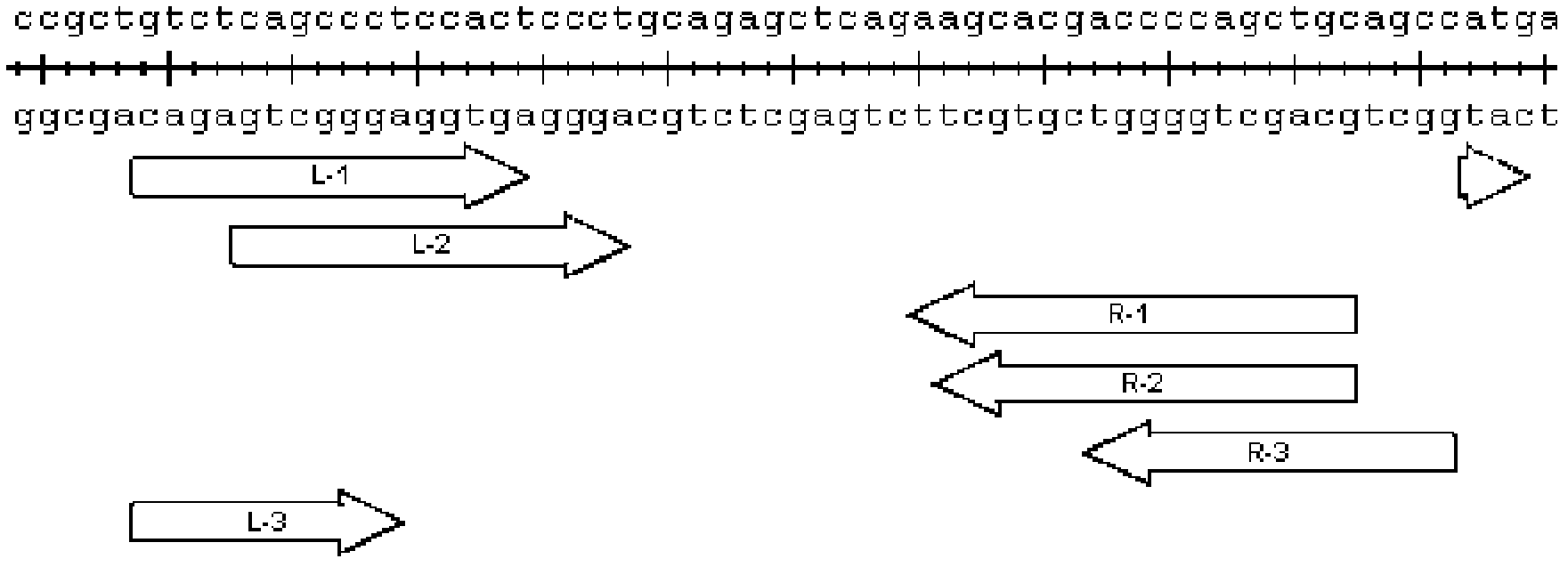 Transcription activator-like effector nucleases, and encoding genes and application thereof